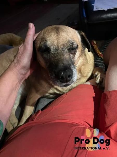 BELLA sucht ihr Glückskörbchen