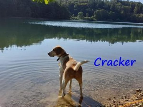 Cracker ein treuer Begleiter 10/21 DE PS