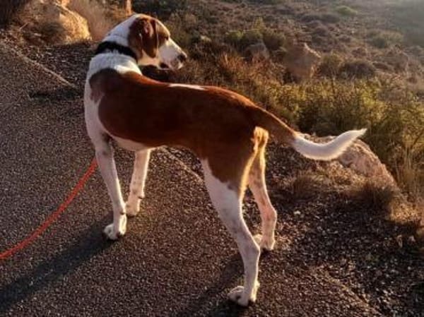 Cracker ein treuer Begleiter 10/21 DE PS
