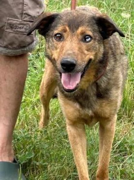 Cuno - dringend Zuhause gesucht!!
