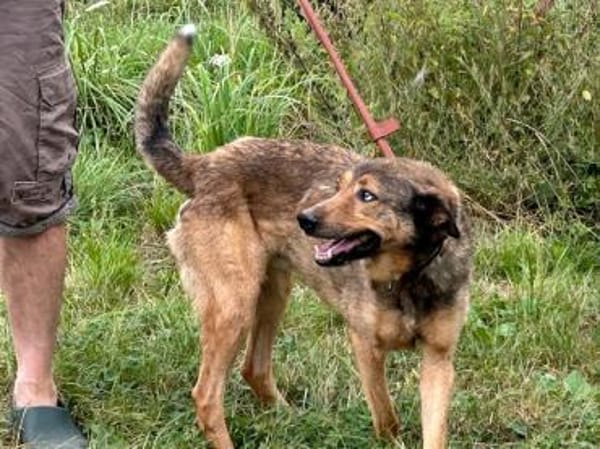Cuno - dringend Zuhause gesucht!!
