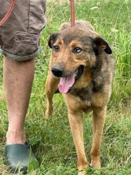 Cuno - dringend Zuhause gesucht!!