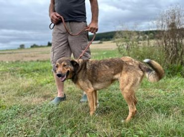 Cuno - dringend Zuhause gesucht!!