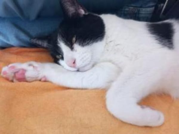 Cielo liebt Freiheit und schläft im Bett