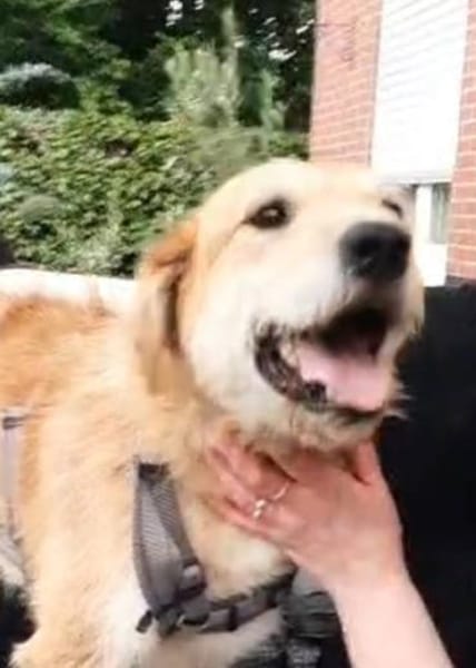 Sportlicher Benji sucht sein Glück