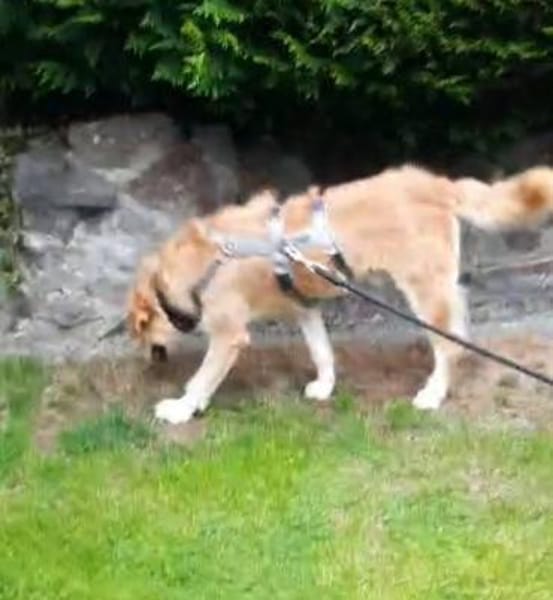Sportlicher Benji sucht sein Glück
