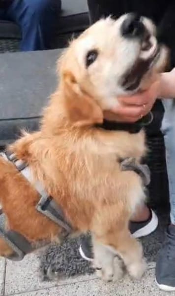 Sportlicher Benji sucht sein Glück