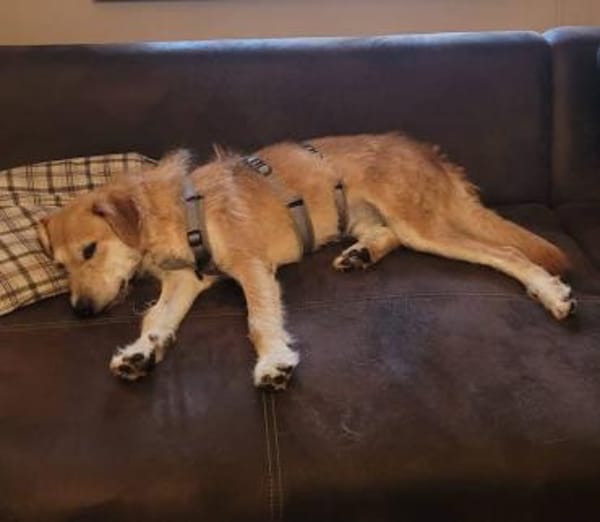 Sportlicher Benji sucht sein Glück