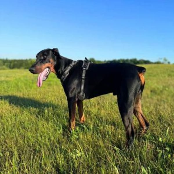 Stöpsel - Dobermann-Riesenbaby