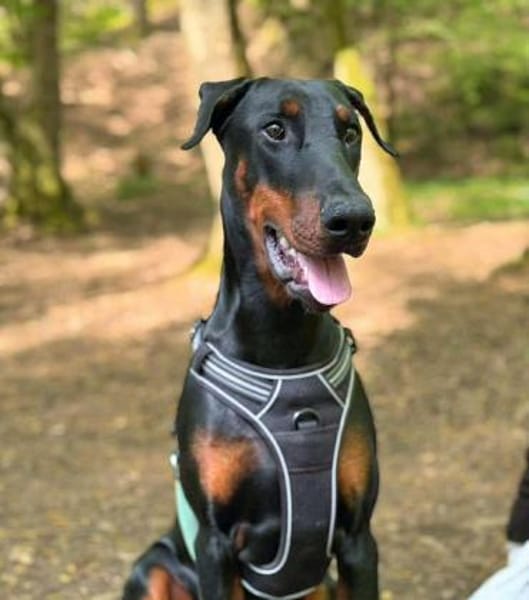 Stöpsel - Dobermann-Riesenbaby