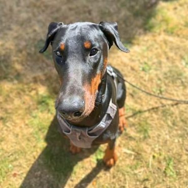 Stöpsel - Dobermann-Riesenbaby