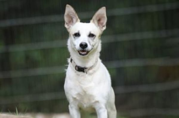 Cora sucht ein aktives Zuhause