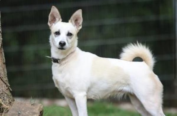 Cora sucht ein aktives Zuhause