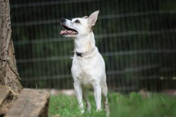 Cora sucht ein aktives Zuhause