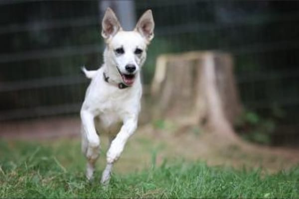 Cora sucht ein aktives Zuhause