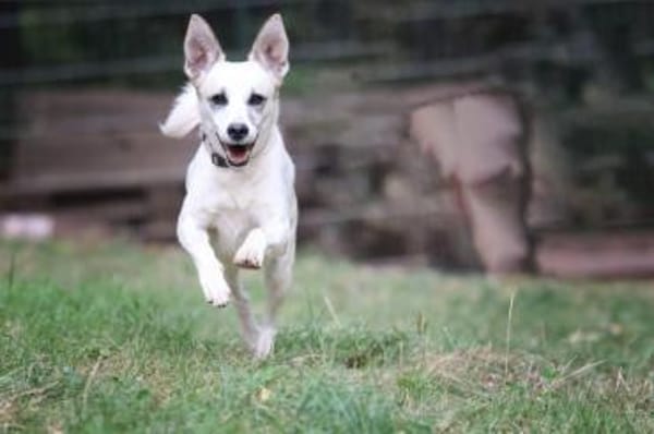 Cora sucht ein aktives Zuhause