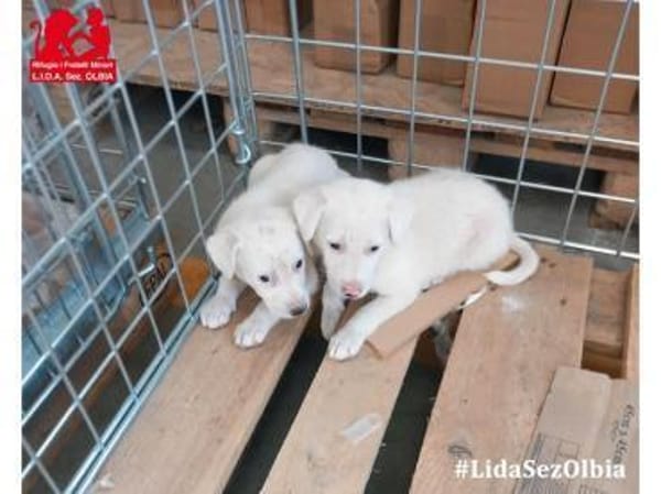 Biba sucht ein neues Zuhause