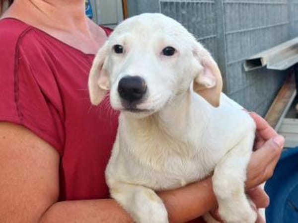 Biba sucht ein neues Zuhause