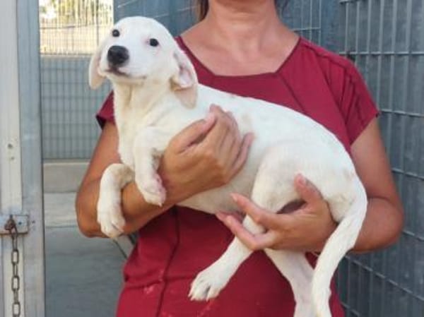 Biba sucht ein neues Zuhause