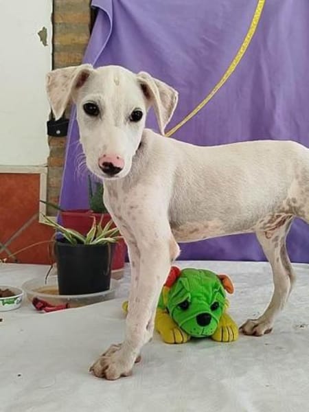 Pollux sucht ein liebevolles Zuhause