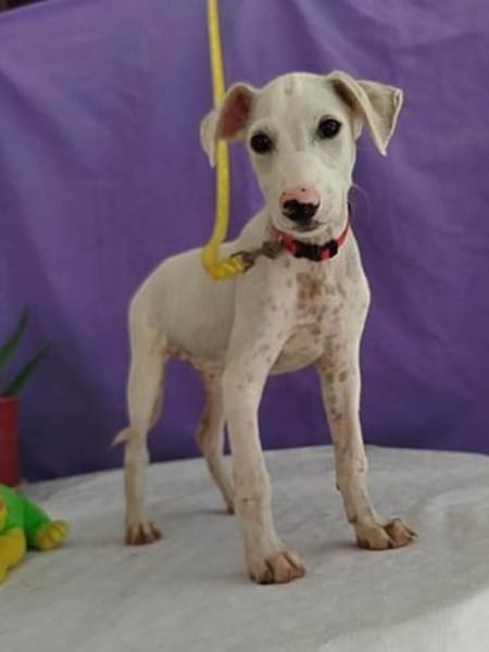Pollux sucht ein liebevolles Zuhause