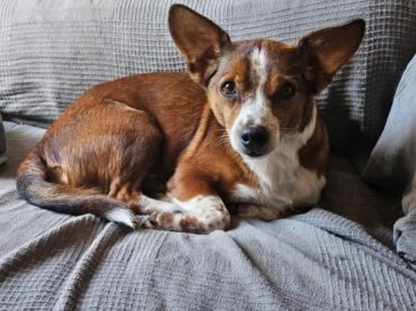 lustiges, kleines Kerlchen -Percy-