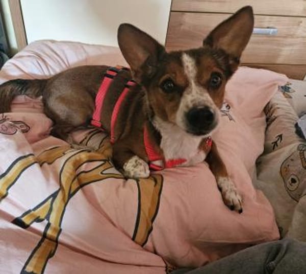 lustiges, kleines Kerlchen -Percy-