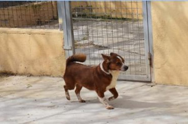 lustiges, kleines Kerlchen -Percy-