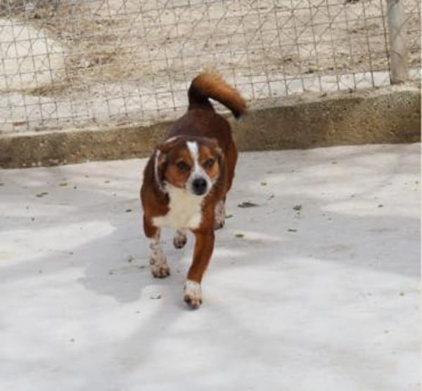 lustiges, kleines Kerlchen -Percy-