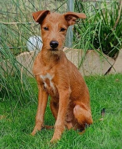 Maru kleiner Zwerg sucht ein Zuhause