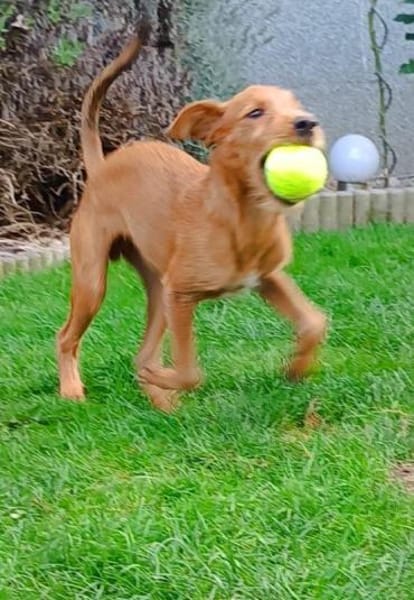 Maru kleiner Zwerg sucht ein Zuhause