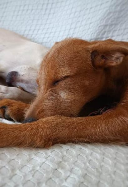 Maru kleiner Zwerg sucht ein Zuhause