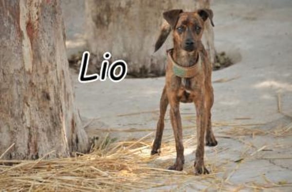 Schenken Sie Lio das große Glück