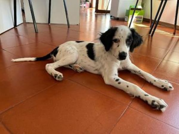 Möchten Sie Sandy ein Zuhause geben?