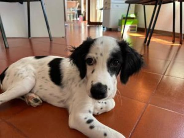 Möchten Sie Sandy ein Zuhause geben?