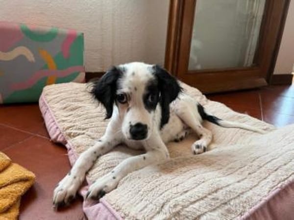 Möchten Sie Sandy ein Zuhause geben?