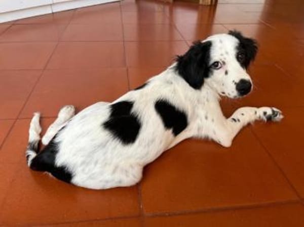 Möchten Sie Sandy ein Zuhause geben?