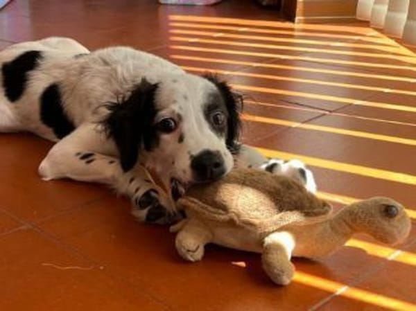 Möchten Sie Sandy ein Zuhause geben?