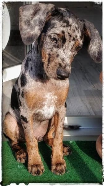 Tiramisu süsser Welpe auf der Suche....