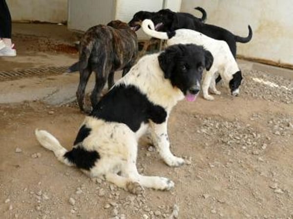 Möchten Sie Peppe adoptieren?