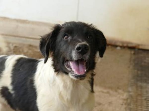 Möchten Sie Peppe adoptieren?