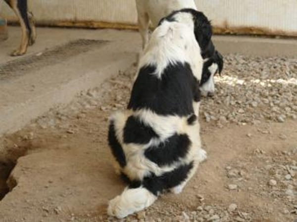 Möchten Sie Peppe adoptieren?