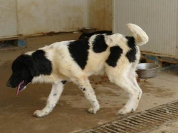 Möchten Sie Peppe adoptieren?