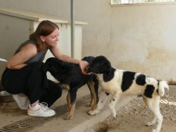 Möchten Sie Peppe adoptieren?