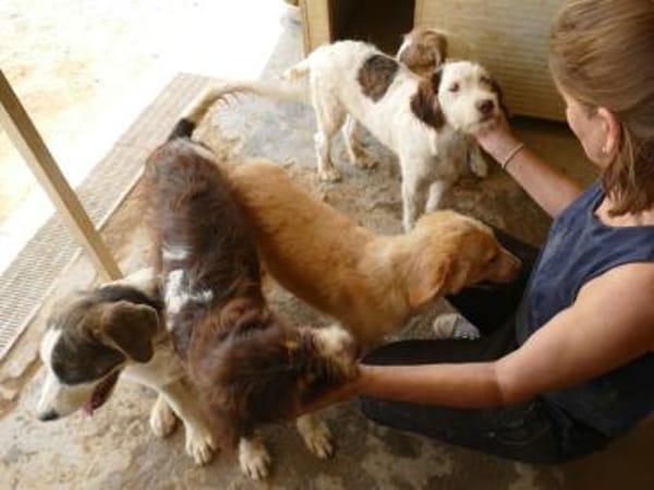 Zuhause für Lira gesucht