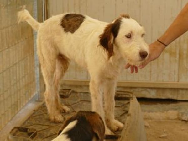 Zuhause für Lira gesucht