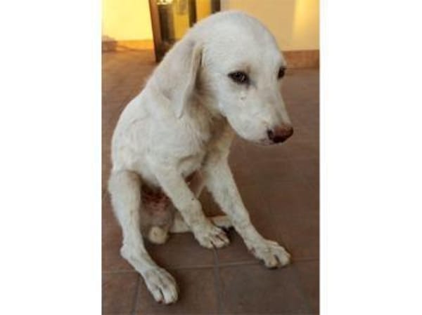 Pio sucht ein liebevolles Zuhause