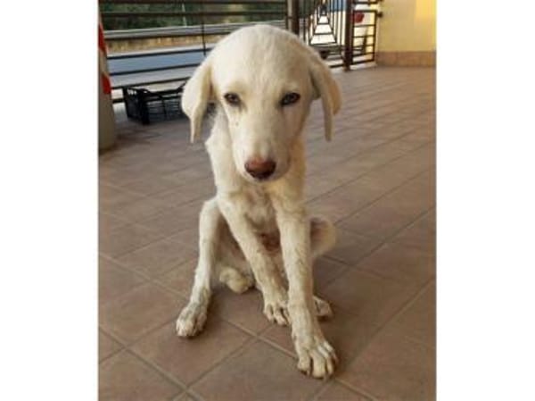 Pio sucht ein liebevolles Zuhause