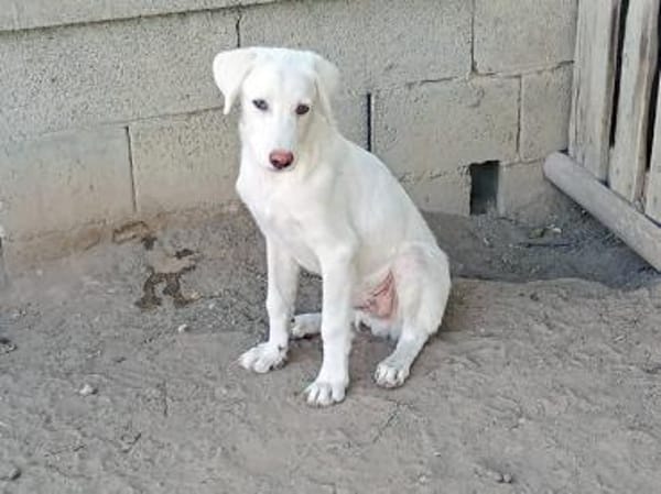 Pio sucht ein liebevolles Zuhause
