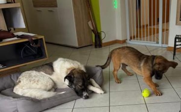 Schenkst du Pumba ein Zuhause?